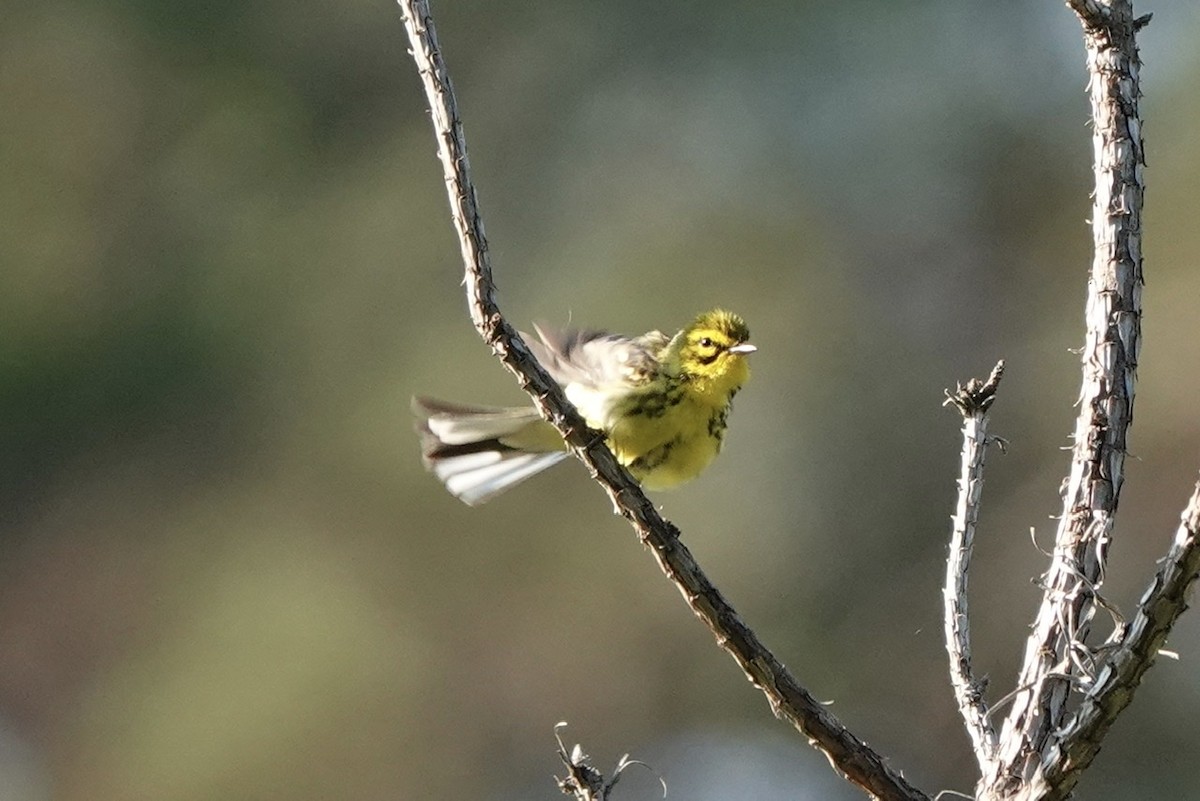 Prairie Warbler - ML455214481