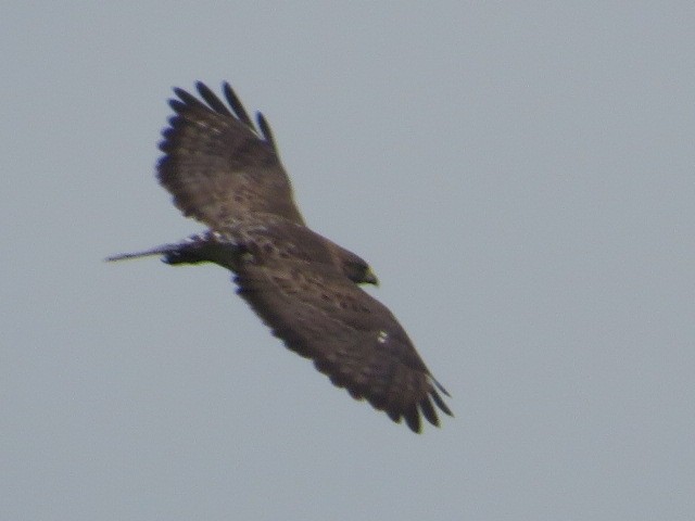 Broad-winged Hawk - ML455214931