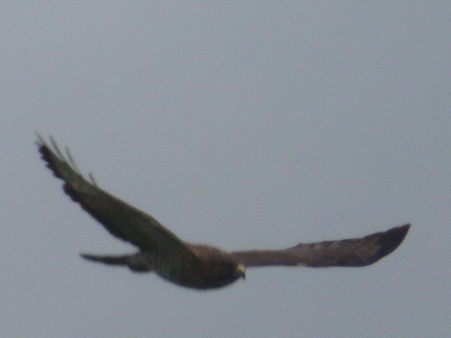 Broad-winged Hawk - ML455215011
