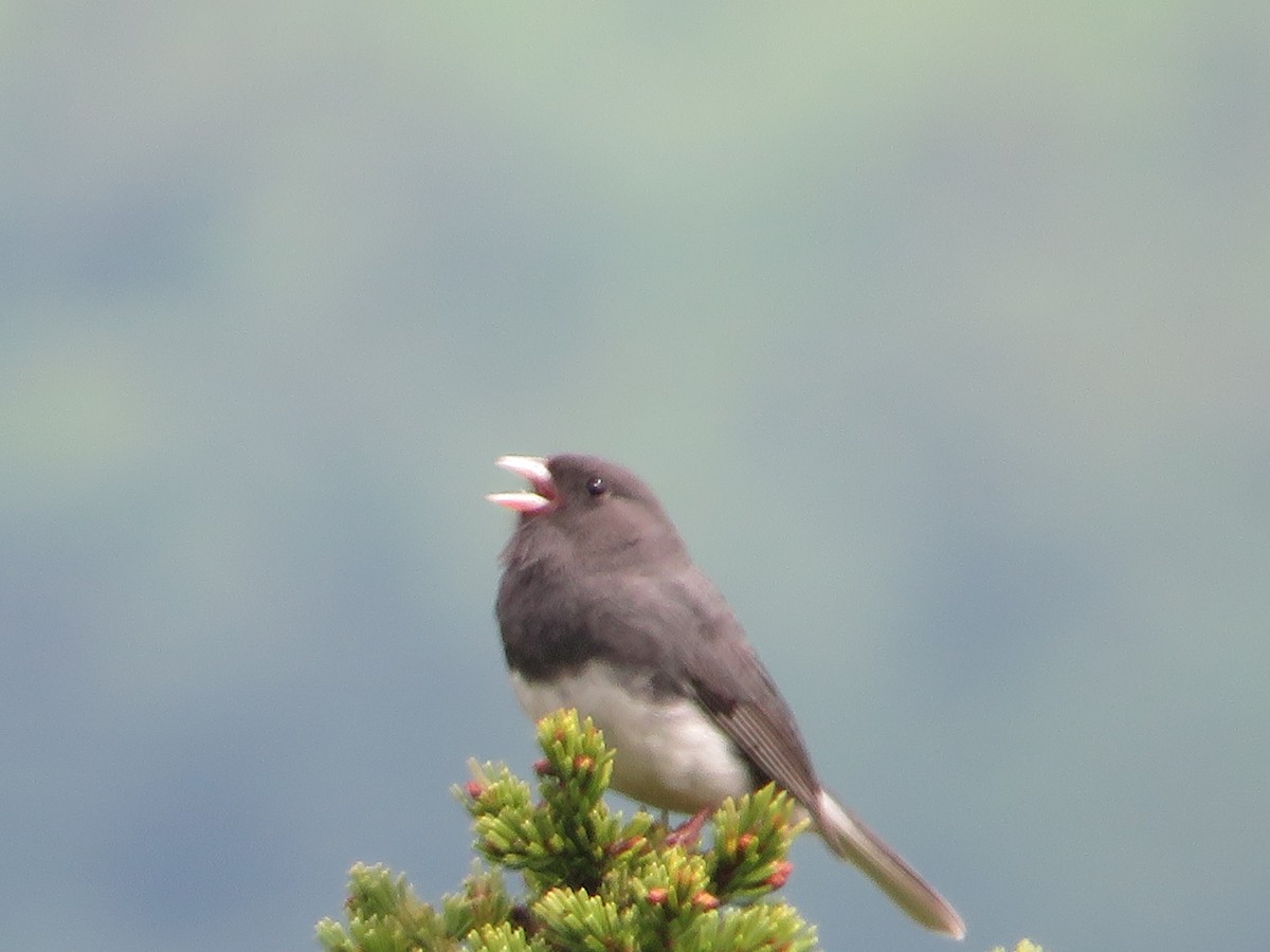 Dark-eyed Junco - ML455215241
