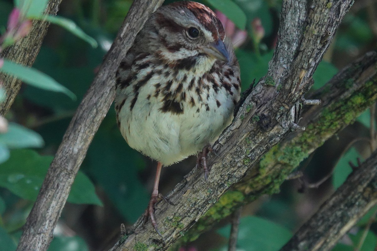 Song Sparrow - ML455215981