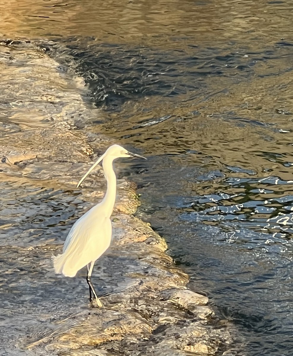 Little Egret - ML455217871