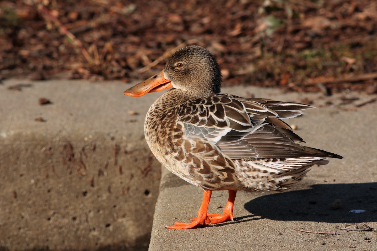 Northern Shoveler - Brendan Fogarty