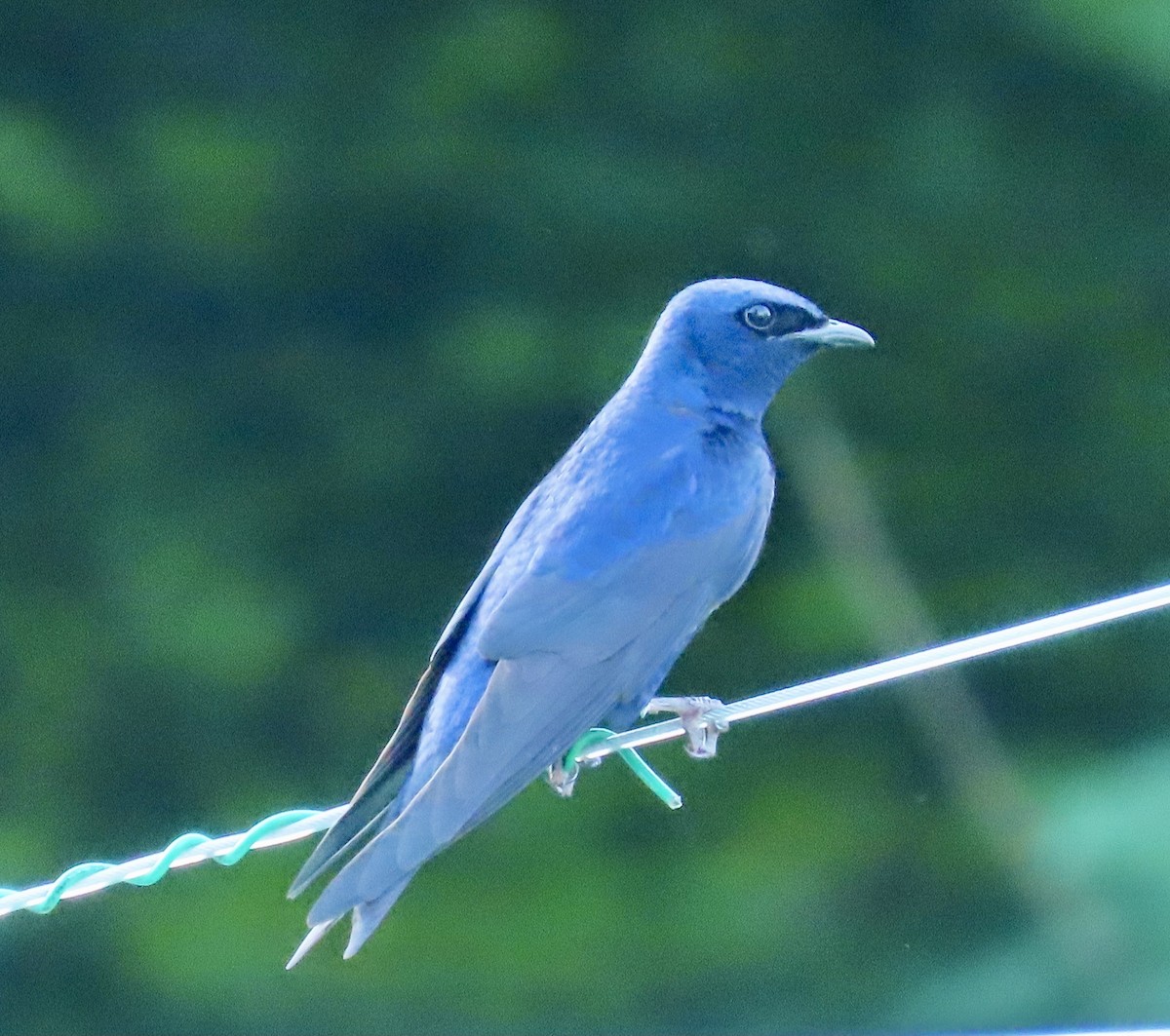 Purple Martin - ML455218631