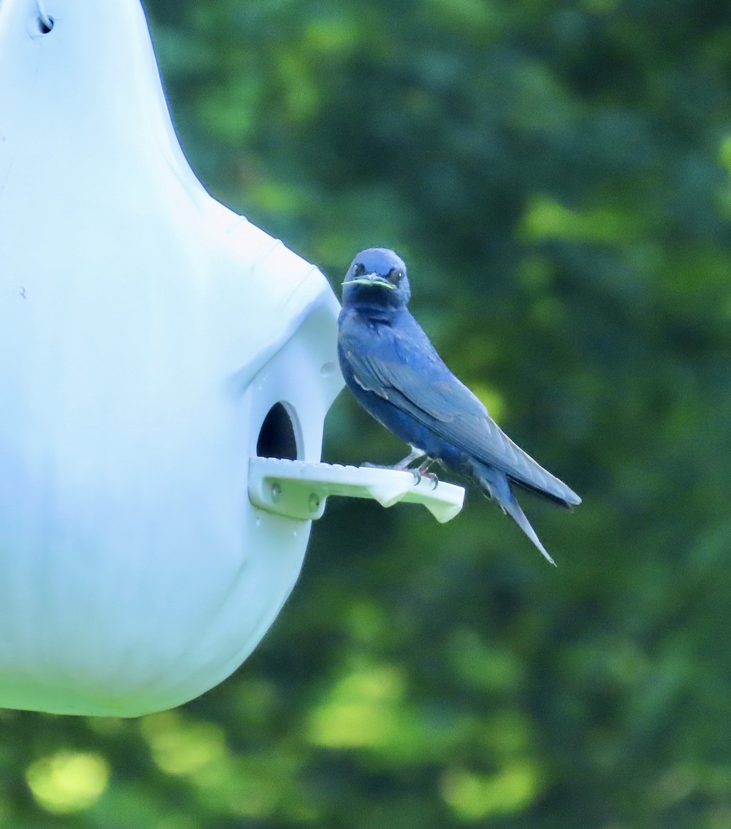 Purple Martin - ML455218661