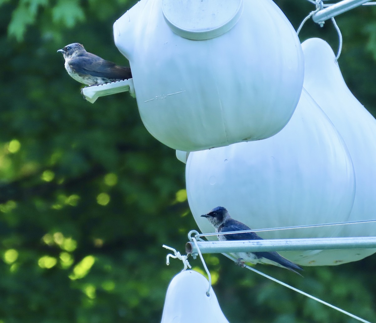 Purple Martin - ML455218671