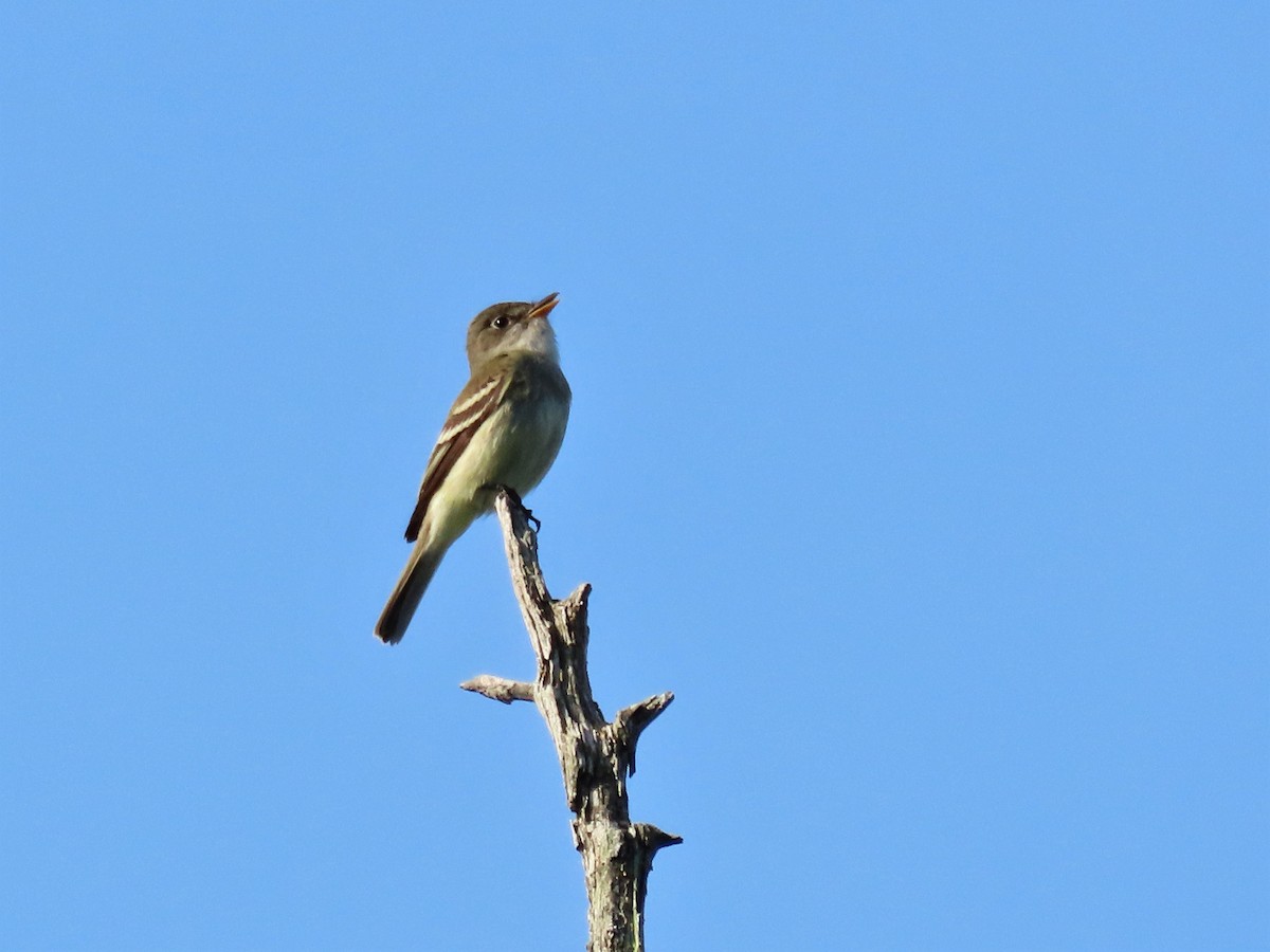 Alder Flycatcher - ML455220041