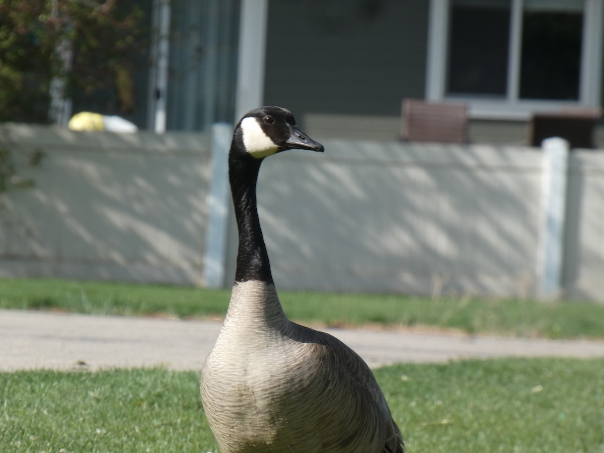 Canada Goose - ML455222991