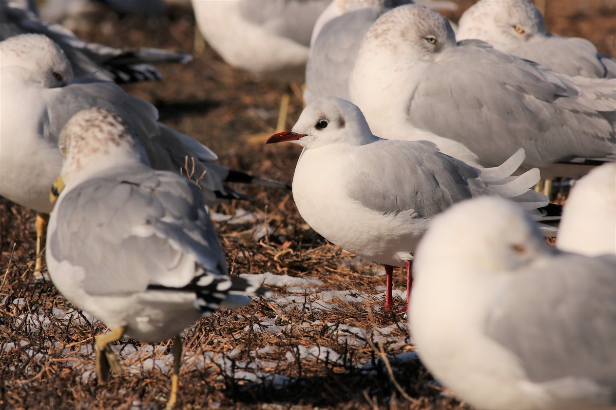 Black-headed Gull - ML45522321