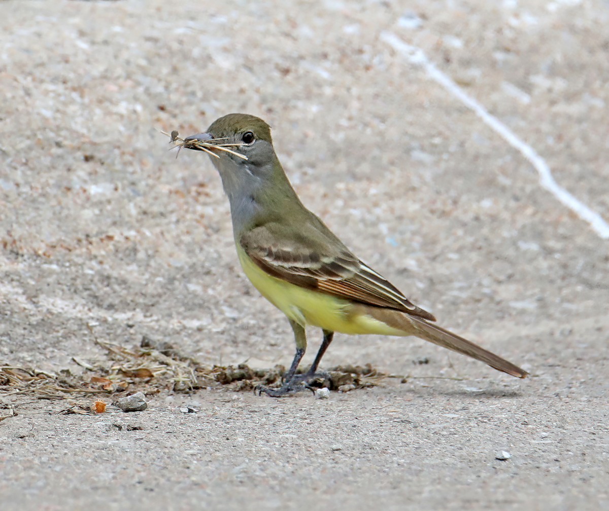 Great Crested Flycatcher - ML455223261