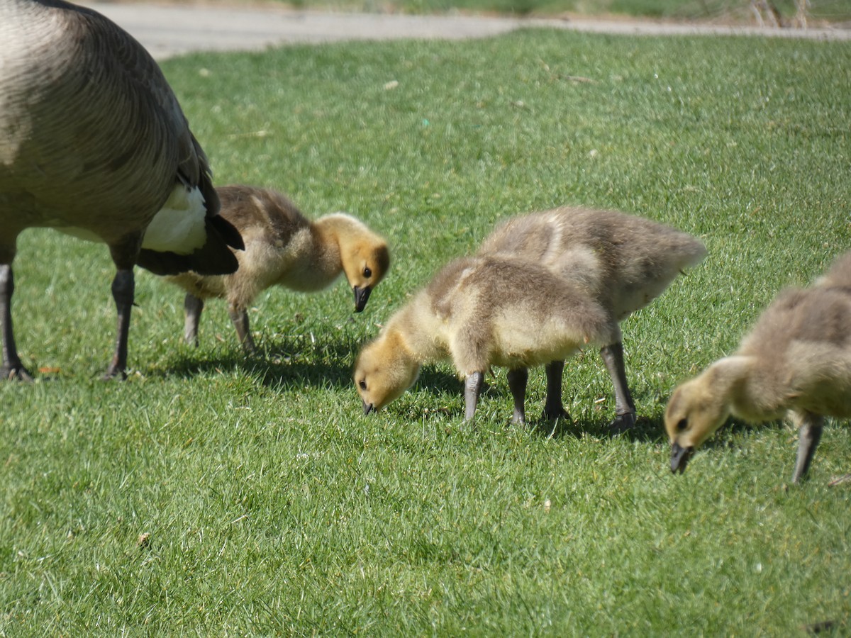 Canada Goose - ML455223381