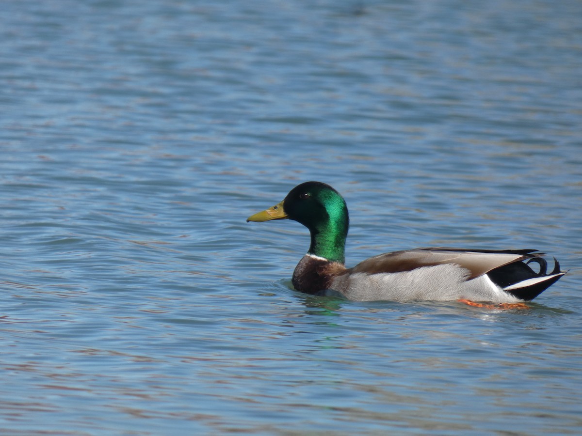 Mallard - ML455223431