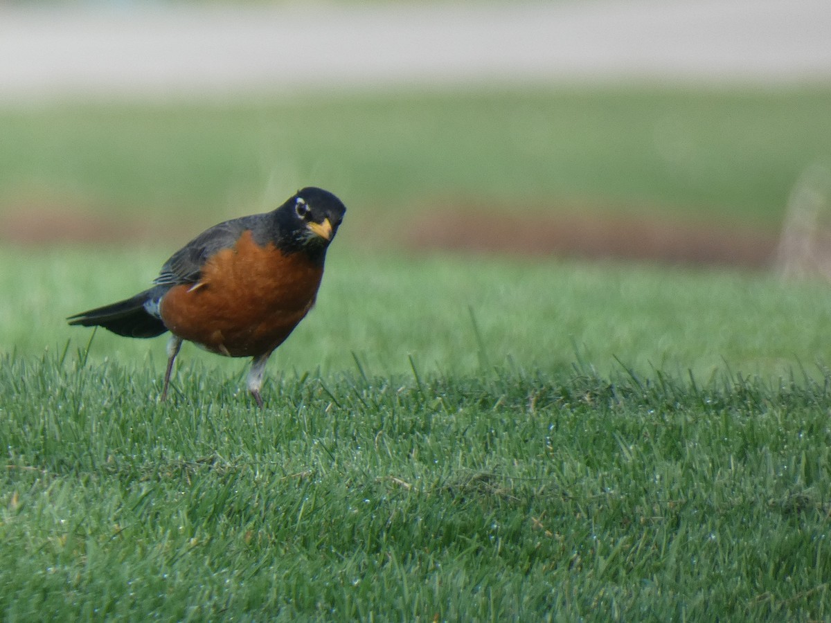 American Robin - ML455224491