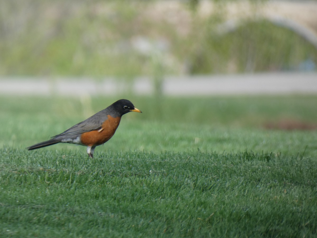 American Robin - ML455224691