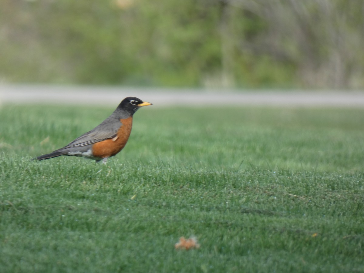 American Robin - ML455224711