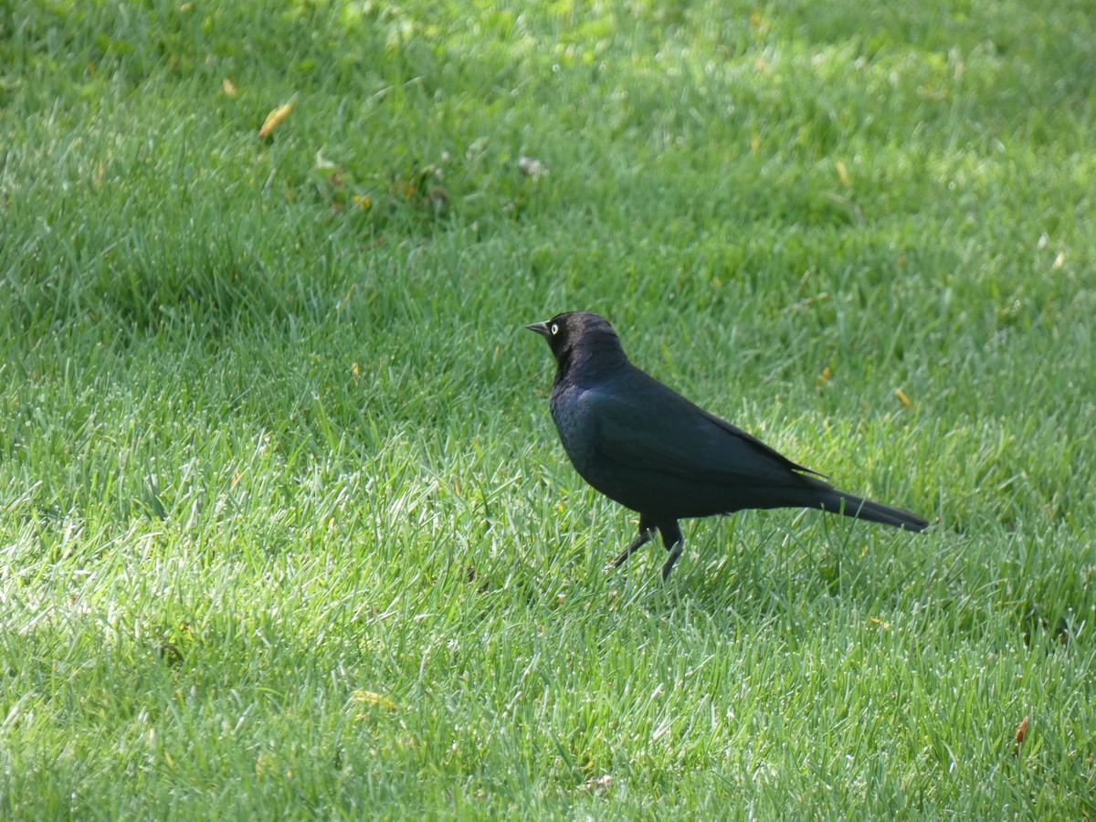 Brewer's Blackbird - ML455224971