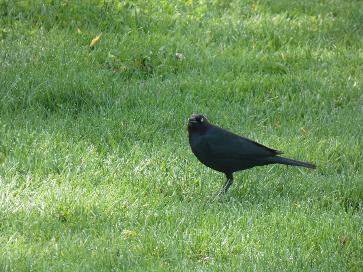 Brewer's Blackbird - ML455224981