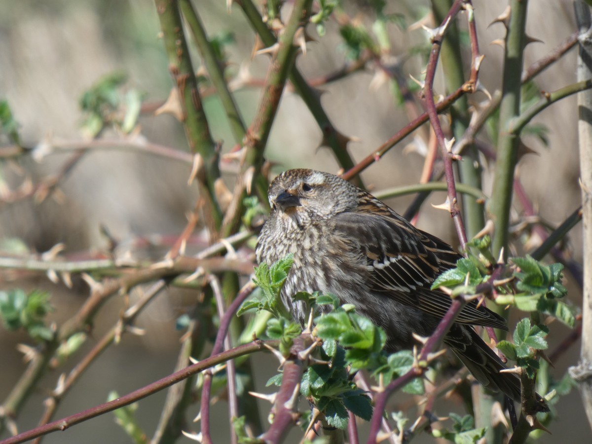 Red-winged Blackbird - ML455225311