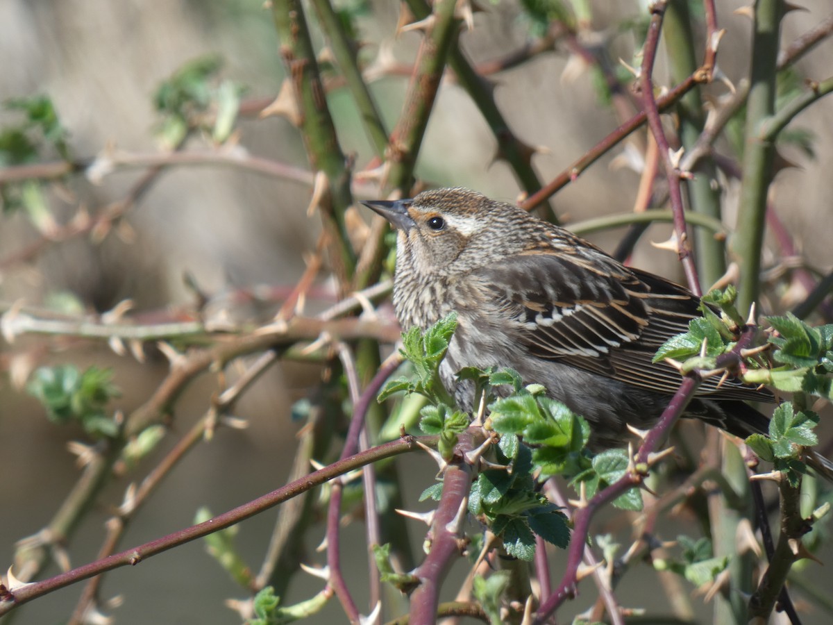 Red-winged Blackbird - ML455225321