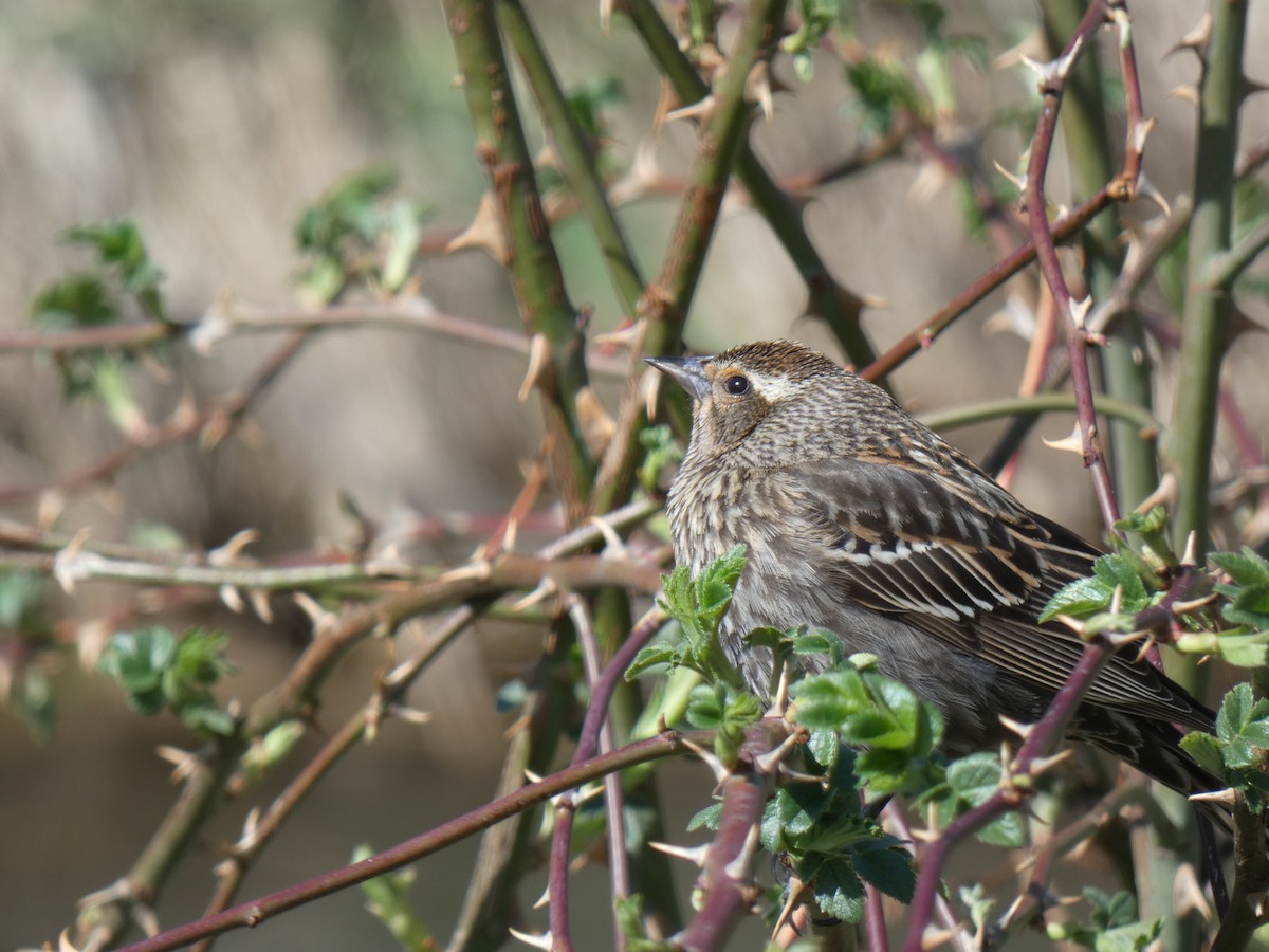 Red-winged Blackbird - ML455225351