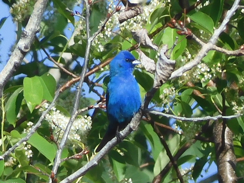 Passerin indigo - ML455225761