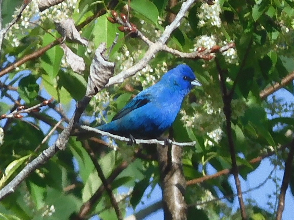 Passerin indigo - ML455225881