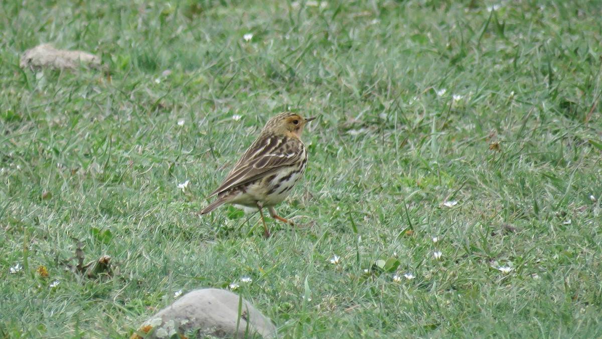 Pipit à gorge rousse - ML455229931