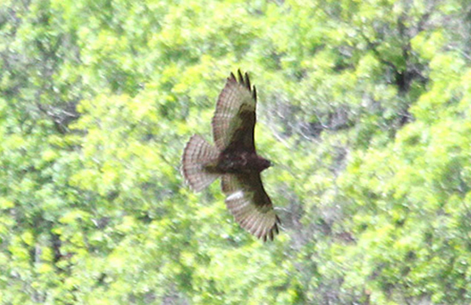 Broad-winged Hawk