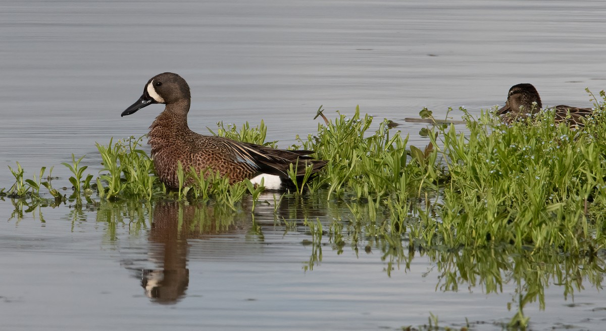 Blue-winged Teal - ML455231161
