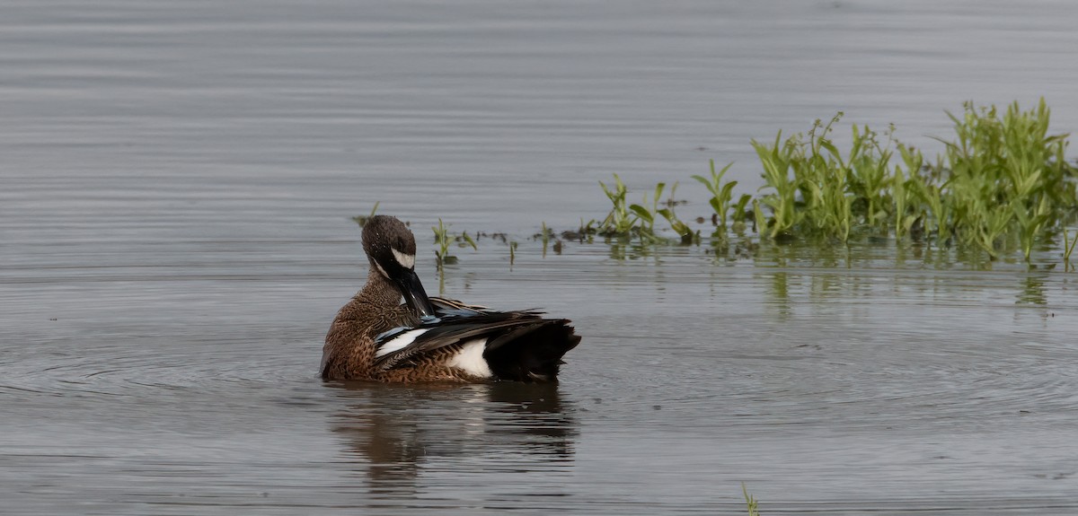 Blue-winged Teal - ML455231291