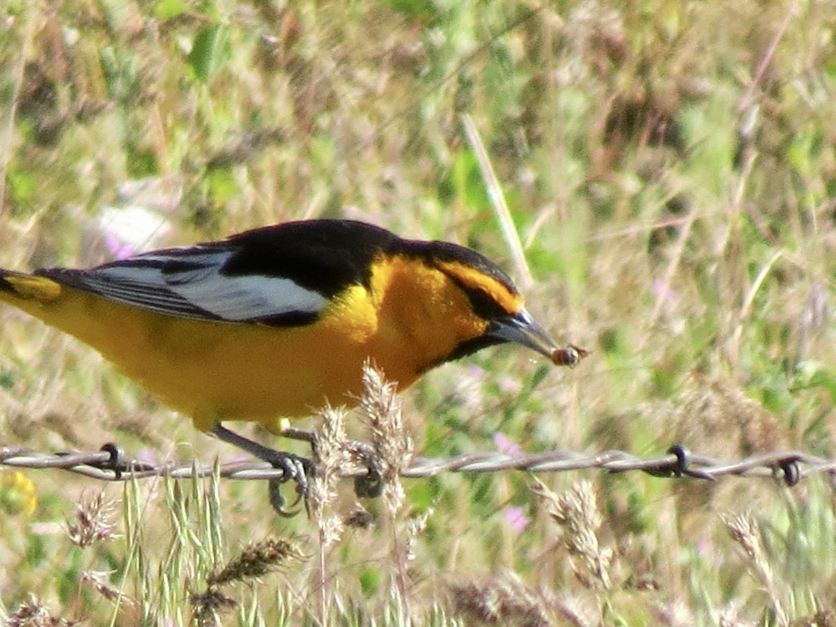 Bullock's Oriole - ML455231551