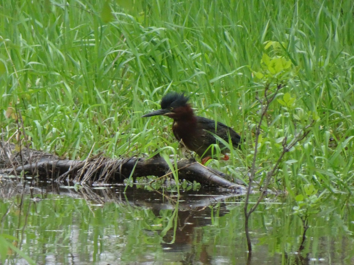 Green Heron - Paolo Matteucci