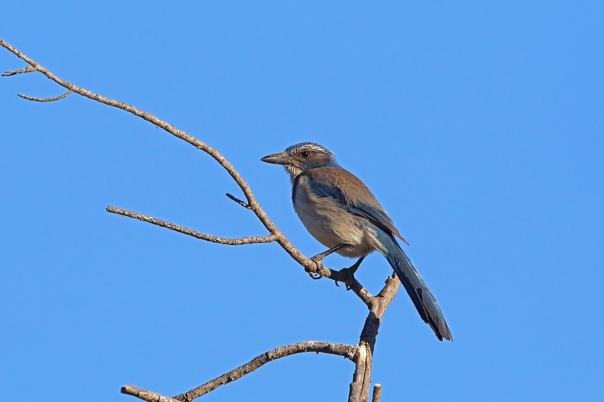 California Scrub-Jay - ML45523441