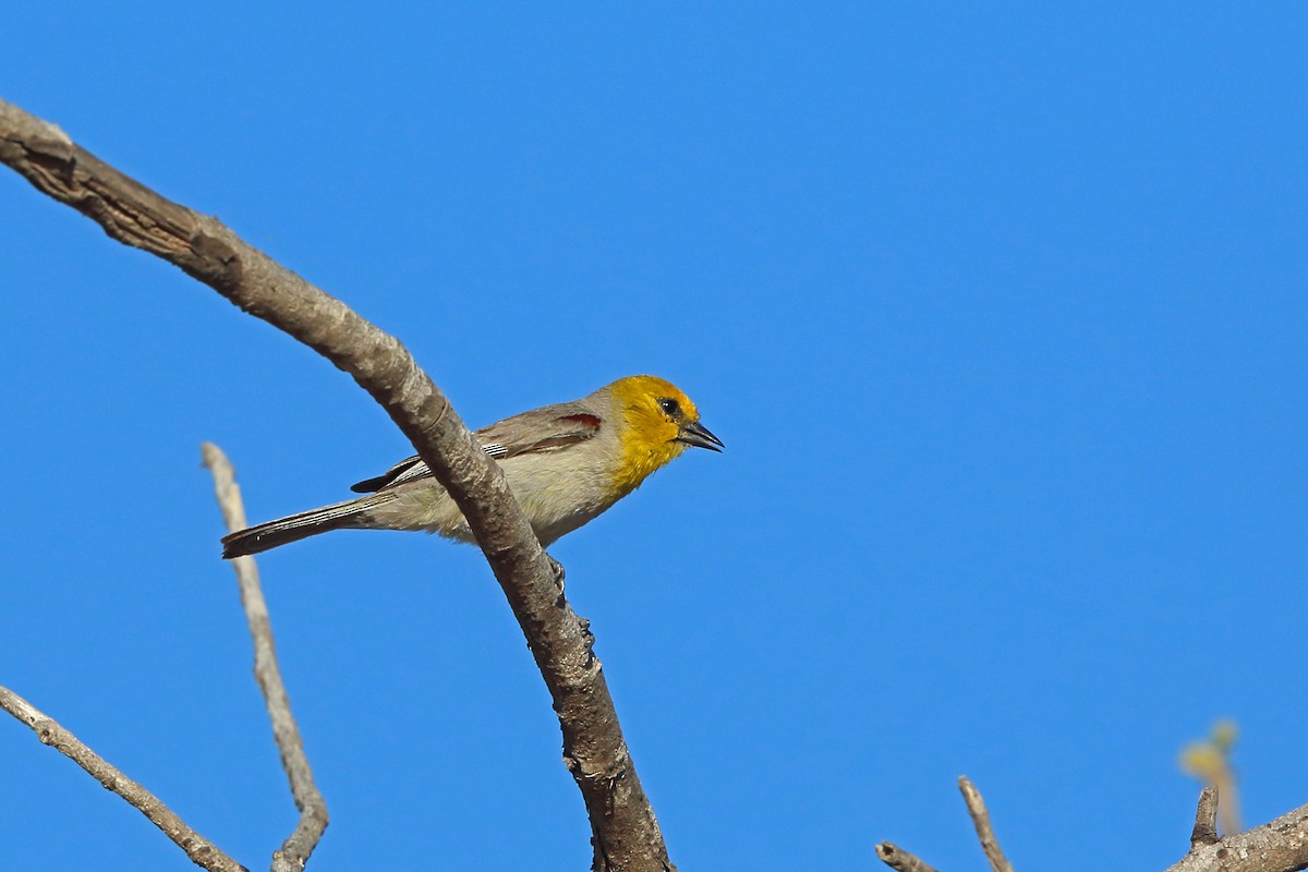 Verdin - ML45523511