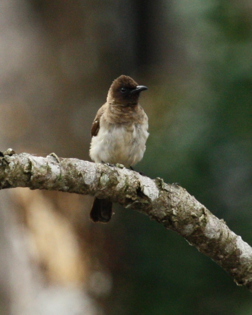 Common Bulbul - ML45523541