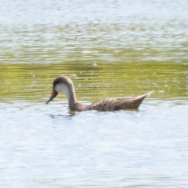 White-cheeked Pintail (Galapagos) - ML455237951