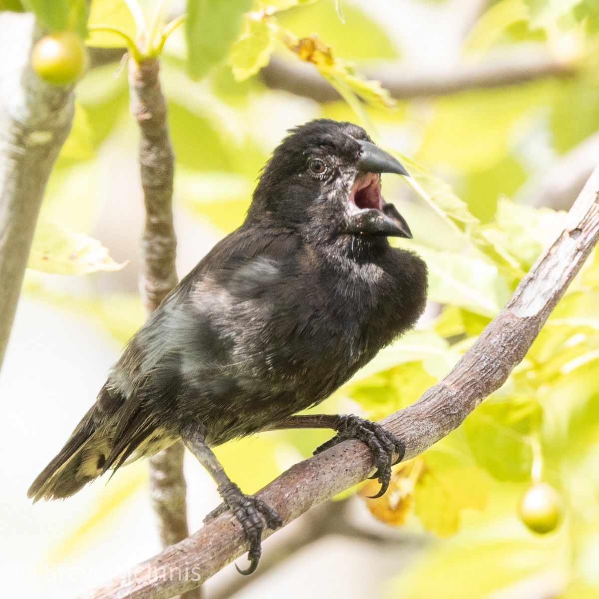 Common Cactus-Finch - ML455238191