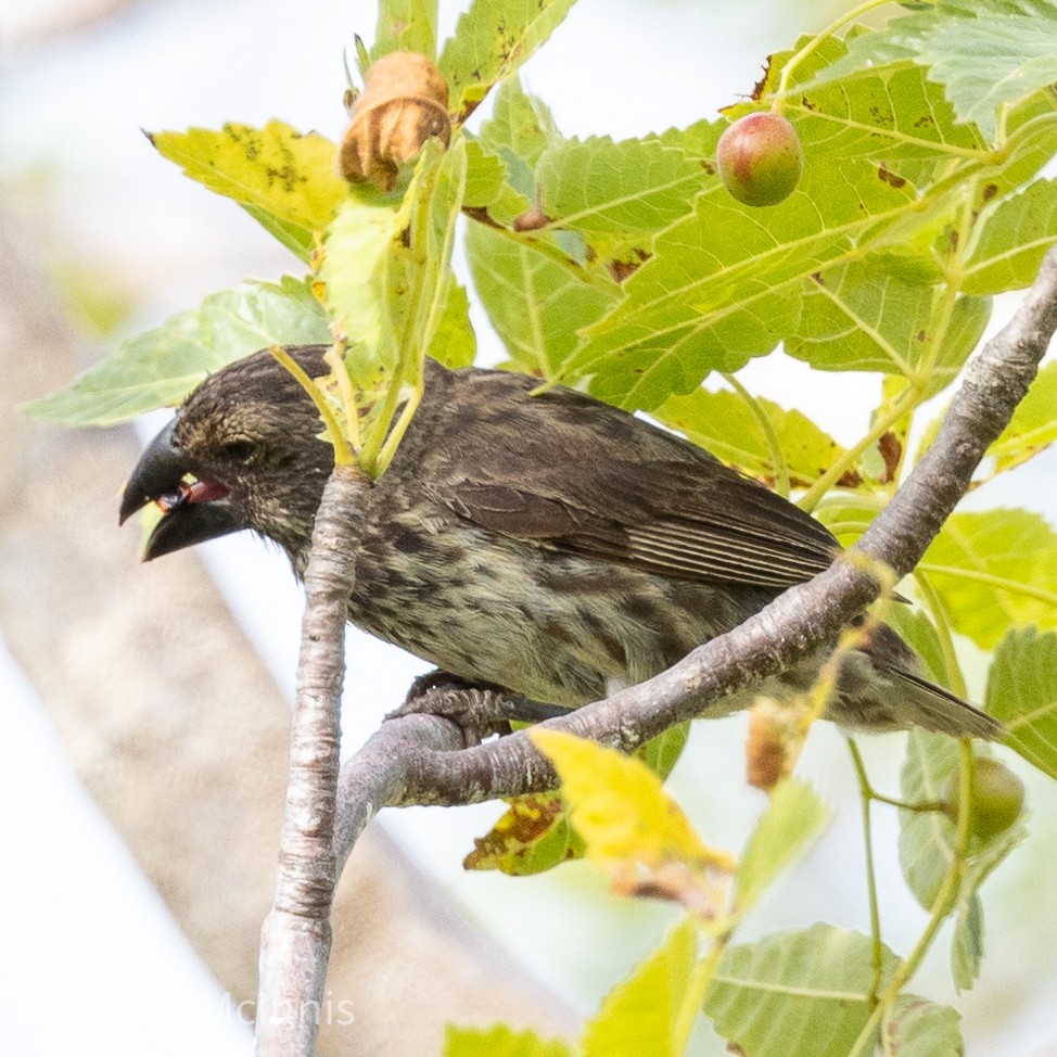 Medium Ground-Finch - ML455238381