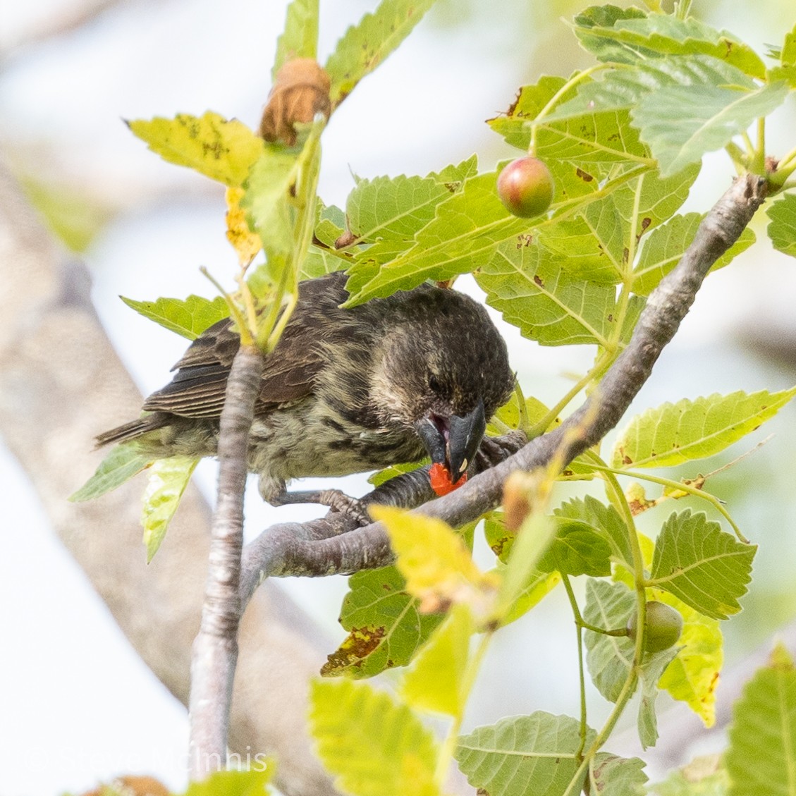 Medium Ground-Finch - ML455238391