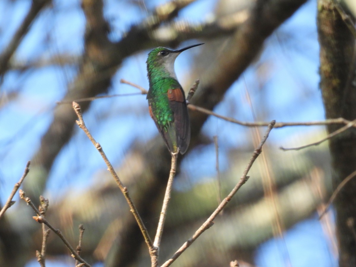 White-tailed Hummingbird - bob butler