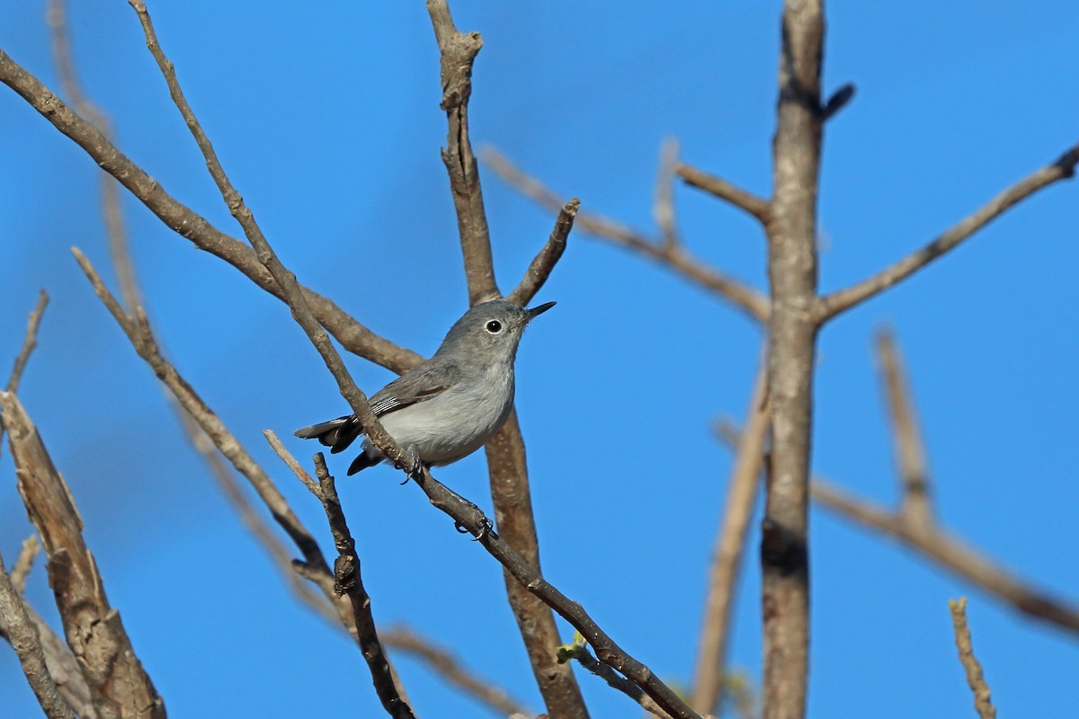 Blue-gray Gnatcatcher - ML45523851