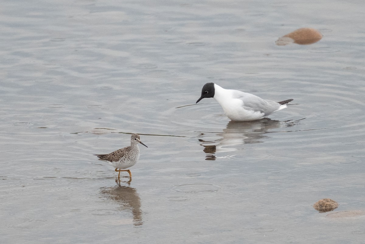 Lesser Yellowlegs - ML455238841