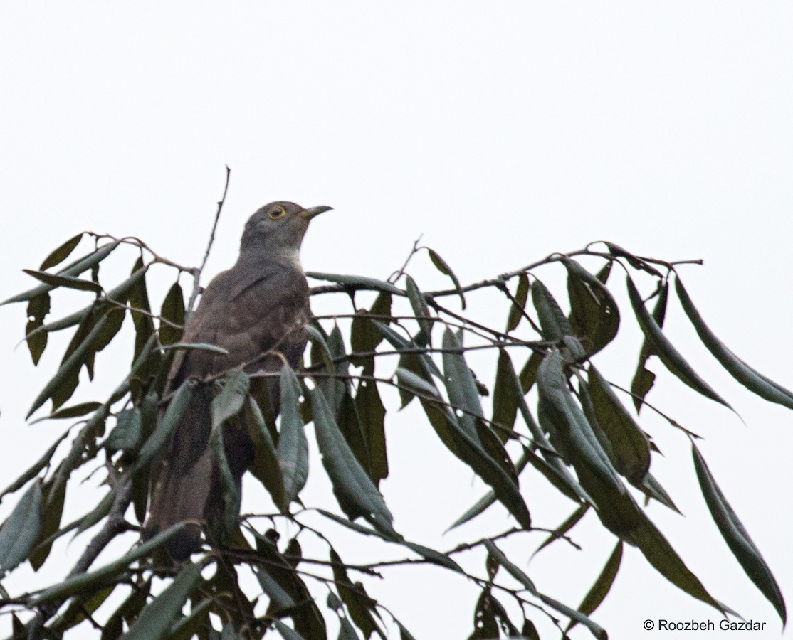 Indian Cuckoo - ML455239571