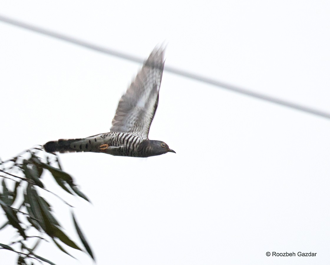 Indian Cuckoo - ML455239601