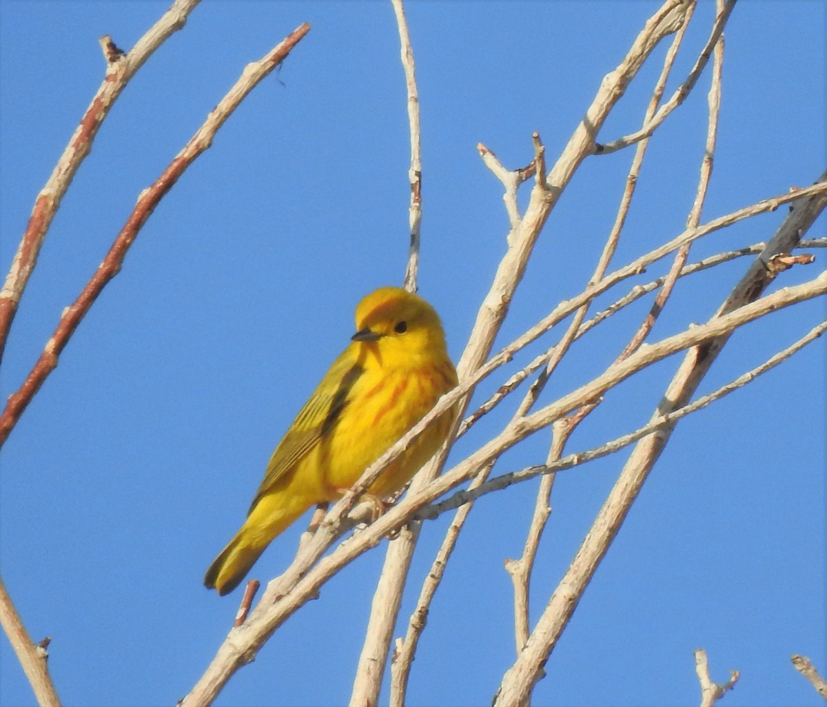 Yellow Warbler (Northern) - ML455239801