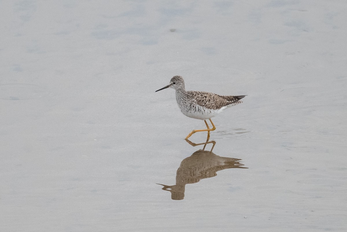 Lesser Yellowlegs - ML455239971