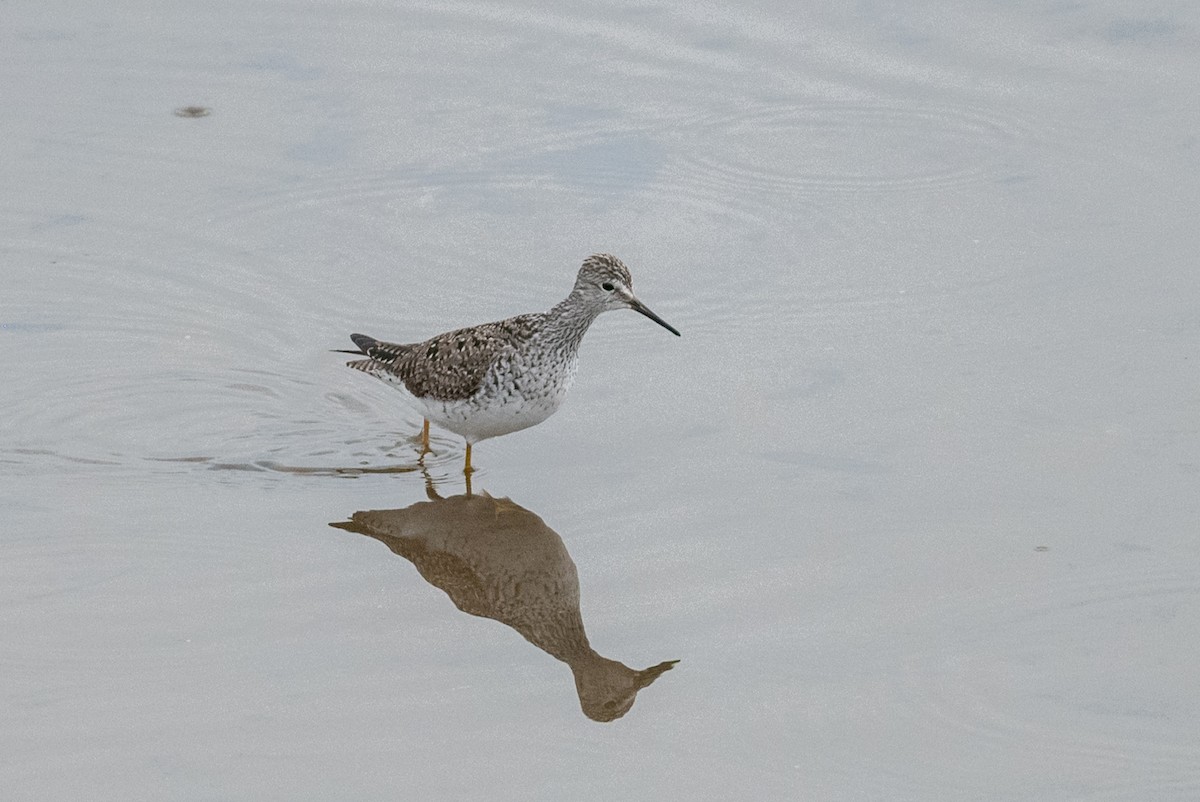 Lesser Yellowlegs - ML455240091