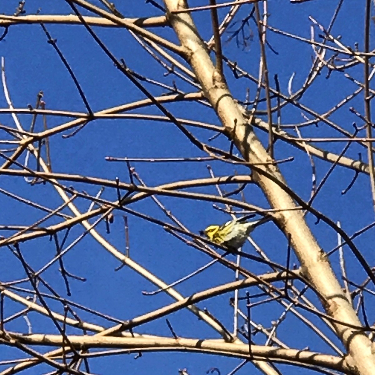 Townsend's Warbler - ML45524031