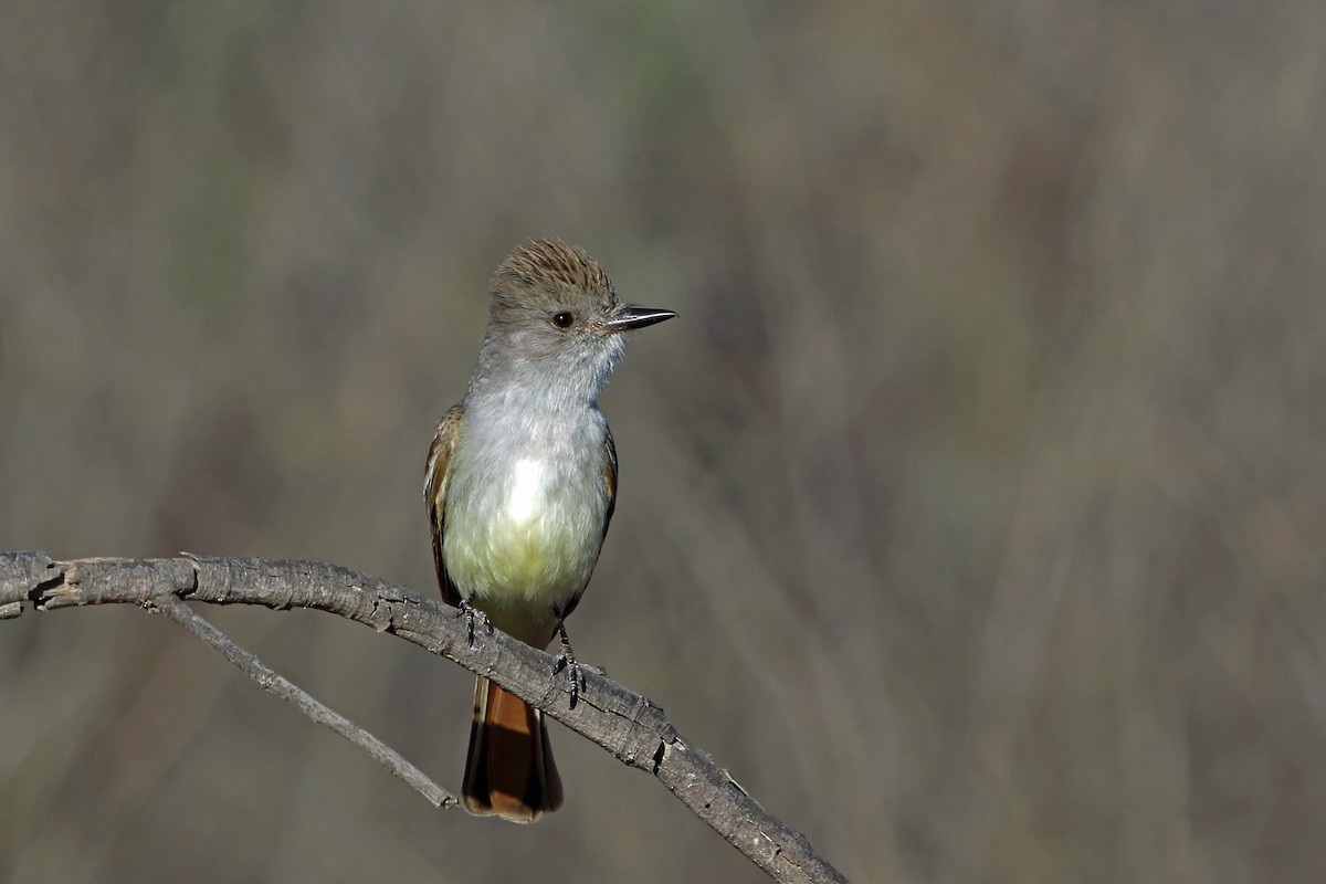 Ash-throated Flycatcher - ML45524121