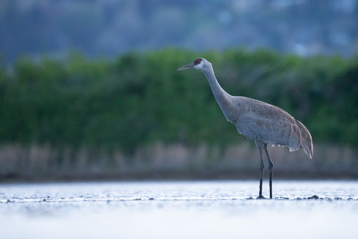 Sandhill Crane - ML455241311